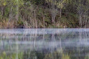 springtime trees reflected in still, misty early morning water